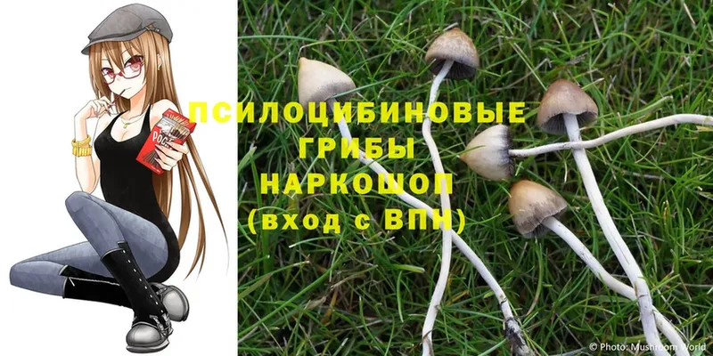 хочу наркоту  Златоуст  Псилоцибиновые грибы Psilocybe 